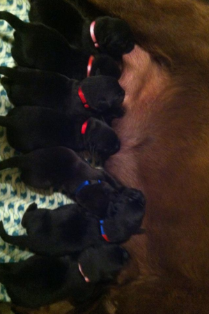 BlackLabPuppies